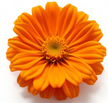 měsíček lékařsky-